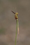 David Plant Photography - Wildlife Photography - Long-bracted sedge - H