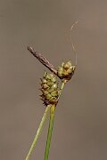 David Plant Photography - Wildlife Photography - Long-bracted sedge - I