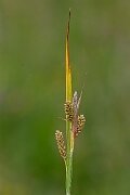 David Plant Photography - Wildlife Photography - Pale sedge - D