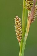 David Plant Photography - Wildlife Photography - Pale sedge - E