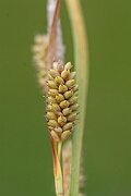 David Plant Photography - Wildlife Photography - Pale sedge - F