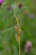 David Plant Photography - Wildlife Photography - Pale sedge - G