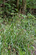David Plant Photography - Wildlife Photography - Pendulous sedge - B