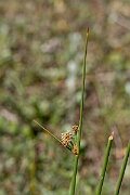 David Plant Photography - Wildlife Photography - Round-headed club-rush - A
