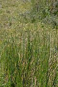 David Plant Photography - Wildlife Photography - Round-headed club-rush - B