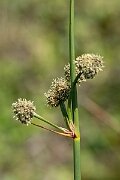 David Plant Photography - Wildlife Photography - Round-headed club-rush - C