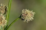 David Plant Photography - Wildlife Photography - Round-headed club-rush - D