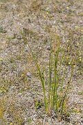 David Plant Photography - Wildlife Photography - Round-headed club-rush - E