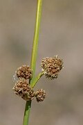 David Plant Photography - Wildlife Photography - Round-headed club-rush - F