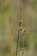 David Plant Photography - Wildlife Photography - Round-headed club-rush - G