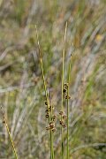 David Plant Photography - Wildlife Photography - Round-headed club-rush - H