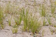 David Plant Photography - Wildlife Photography - Round-headed club-rush - I