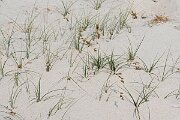 David Plant Photography - Wildlife Photography - Sand sedge - A