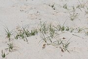David Plant Photography - Wildlife Photography - Sand sedge - B