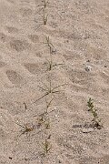 David Plant Photography - Wildlife Photography - Sand sedge - C