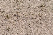 David Plant Photography - Wildlife Photography - Sand sedge - D