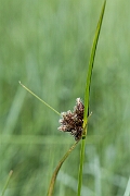 David Plant Photography - Wildlife Photography - Sea club-rush - C