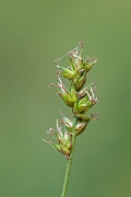 David Plant Photography - Wildlife Photography - Spiked sedge - A