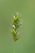 David Plant Photography - Wildlife Photography - Spiked sedge - B