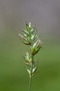 David Plant Photography - Wildlife Photography - Spiked sedge - C