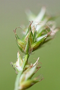 David Plant Photography - Wildlife Photography - Spiked sedge - E
