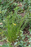 David Plant Photography - Wildlife Photography - Starved wood sedge - C