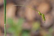 David Plant Photography - Wildlife Photography - Starved wood sedge - F