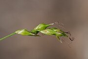 David Plant Photography - Wildlife Photography - Starved wood sedge - G