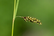 David Plant Photography - Wildlife Photography - Tawny sedge - E