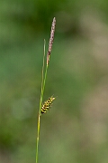 David Plant Photography - Wildlife Photography - Tawny sedge - F