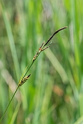 David Plant Photography - Wildlife Photography - Tufted sedge - F