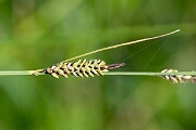 David Plant Photography - Wildlife Photography - Tufted sedge - G