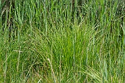 David Plant Photography - Wildlife Photography - Tufted sedge - H