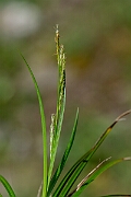 David Plant Photography - Wildlife Photography - Wood sedge - D