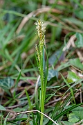 David Plant Photography - Wildlife Photography - Wood sedge - F