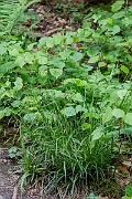 David Plant Photography - Wildlife Photography - Wood sedge - G