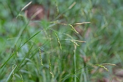 David Plant Photography - Wildlife Photography - Wood sedge - H