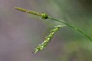 David Plant Photography - Wildlife Photography - Wood sedge - I