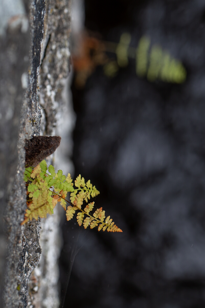 David Plant Photography - Wildlife Photography - Dickie's bladder fern - H.jpg - Dickie's bladder fern - Cairngorms