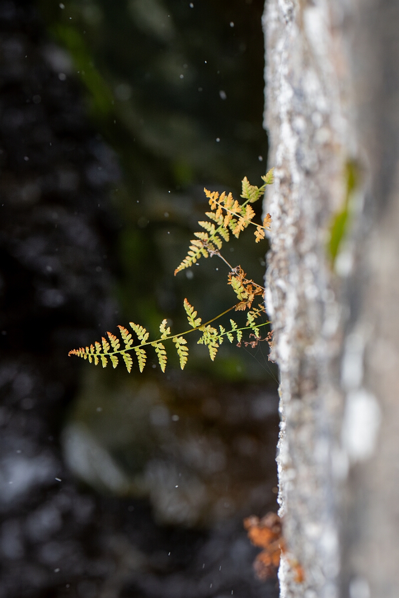 David Plant Photography - Wildlife Photography - Dickie's bladder fern - I.jpg - Dickie's bladder fern - Cairngorms