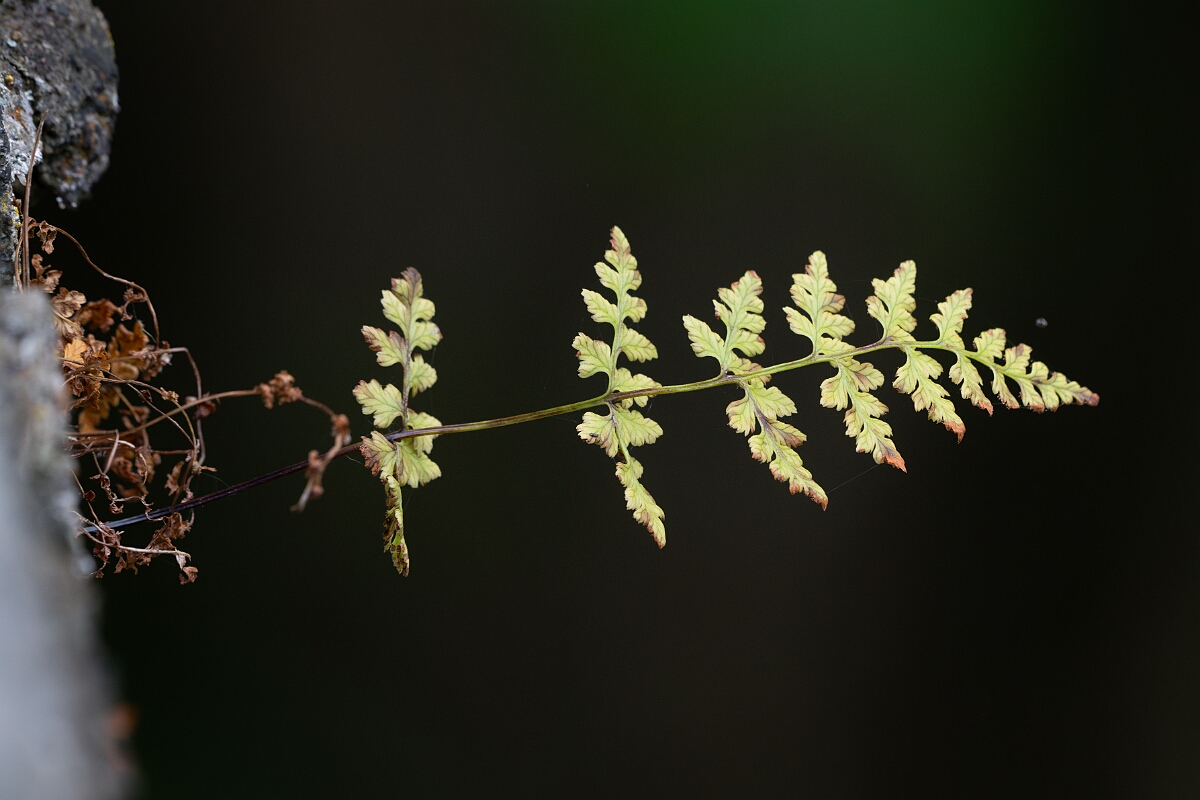 David Plant Photography - Wildlife Photography - Dickie's bladder fern - M.jpg - Dickie's bladder fern - Cairngorms