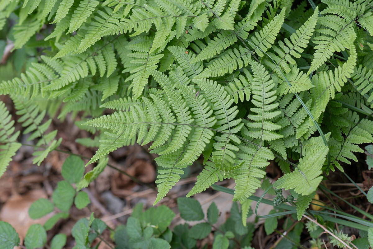David Plant Photography - Wildlife Photography - Limestone fern - D.jpg - Limestone fern, frond - Somerset