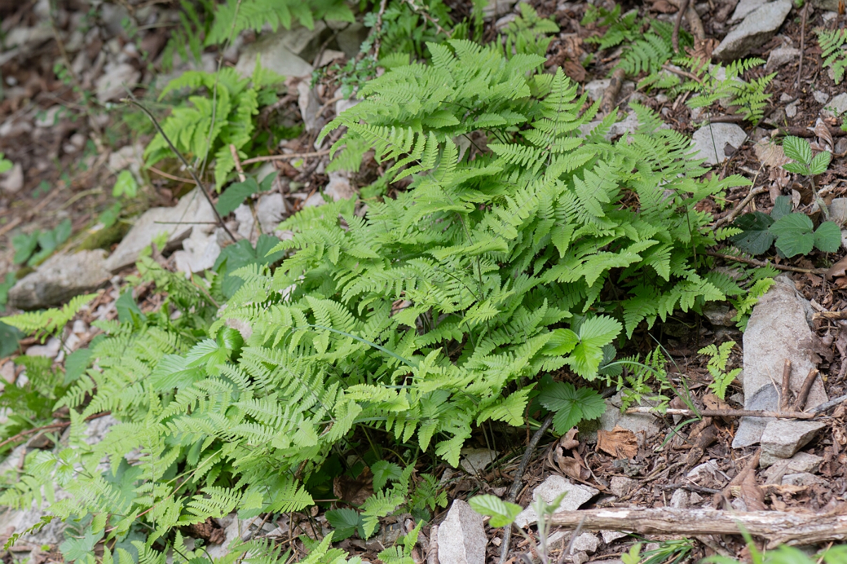 David Plant Photography - Wildlife Photography - Limestone fern - E.jpg - Limestone fern, plant - Somerset