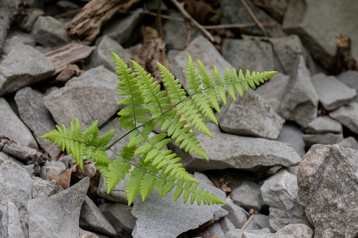 David Plant Photography - Wildlife Photography - Limestone fern - G.jpg - Limestone fern, frond - Somerset
