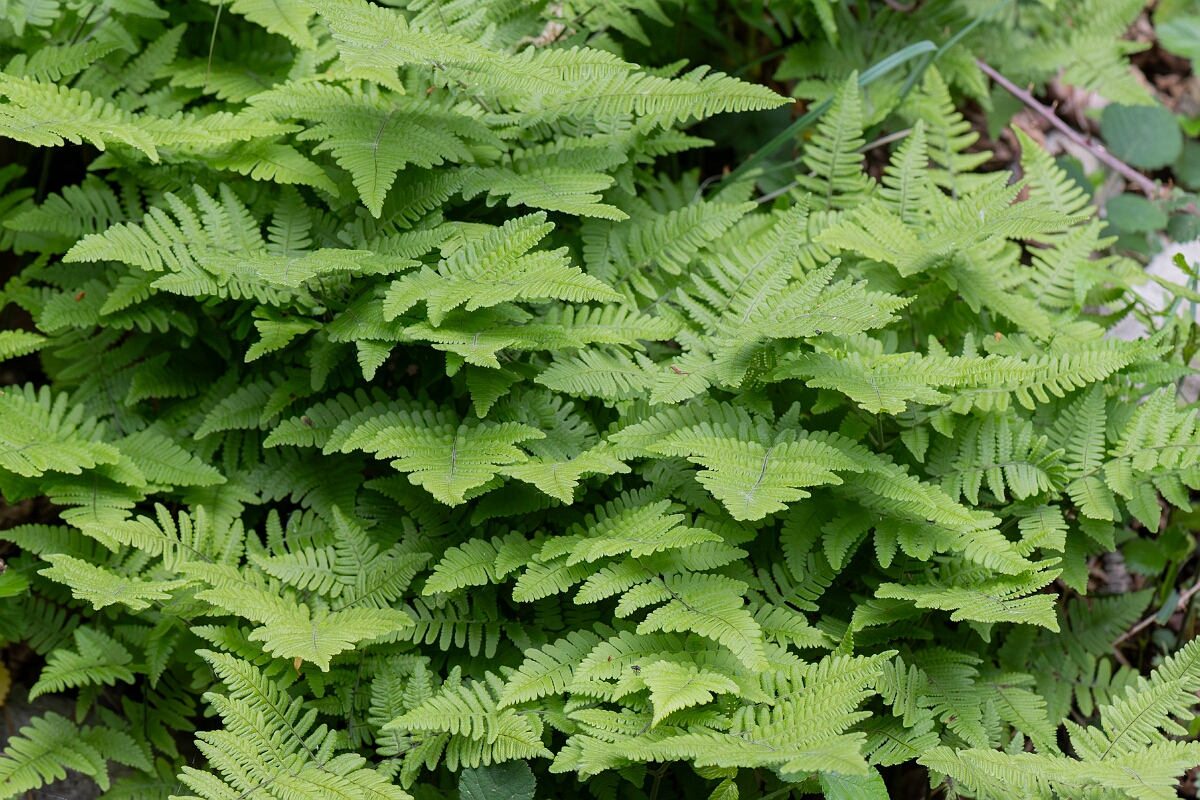 David Plant Photography - Wildlife Photography - Limestone fern - H.jpg - Limestone fern, plant - Somerset