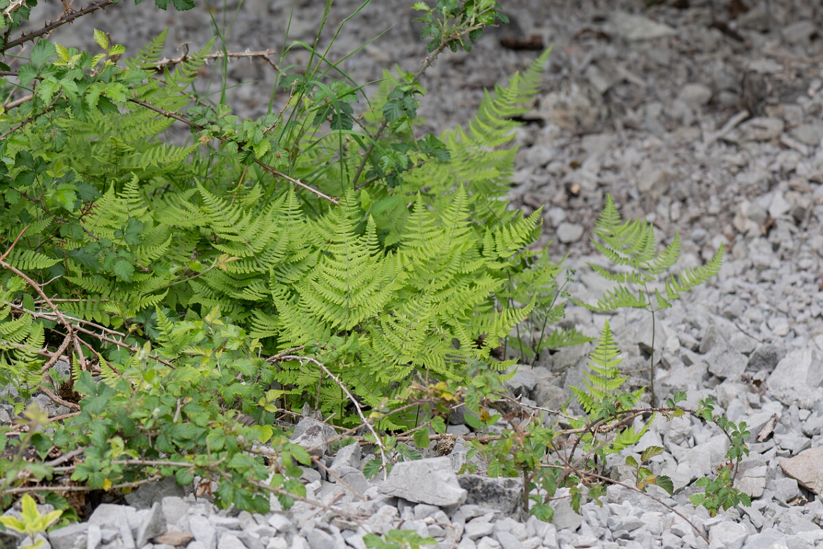 David Plant Photography - Wildlife Photography - Limestone fern - I.jpg - Limestone fern, plant - Somerset