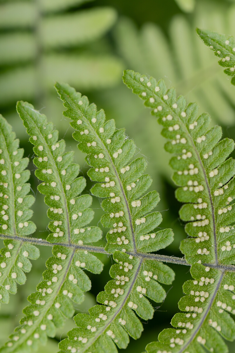 David Plant Photography - Wildlife Photography - Limestone fern -F.jpg - Limestone fern, under frond spores - Somerset