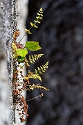 David Plant Photography - Wildlife Photography - Dickie's bladder fern - A