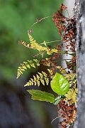David Plant Photography - Wildlife Photography - Dickie's bladder fern - C