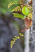 David Plant Photography - Wildlife Photography - Dickie's bladder fern - D